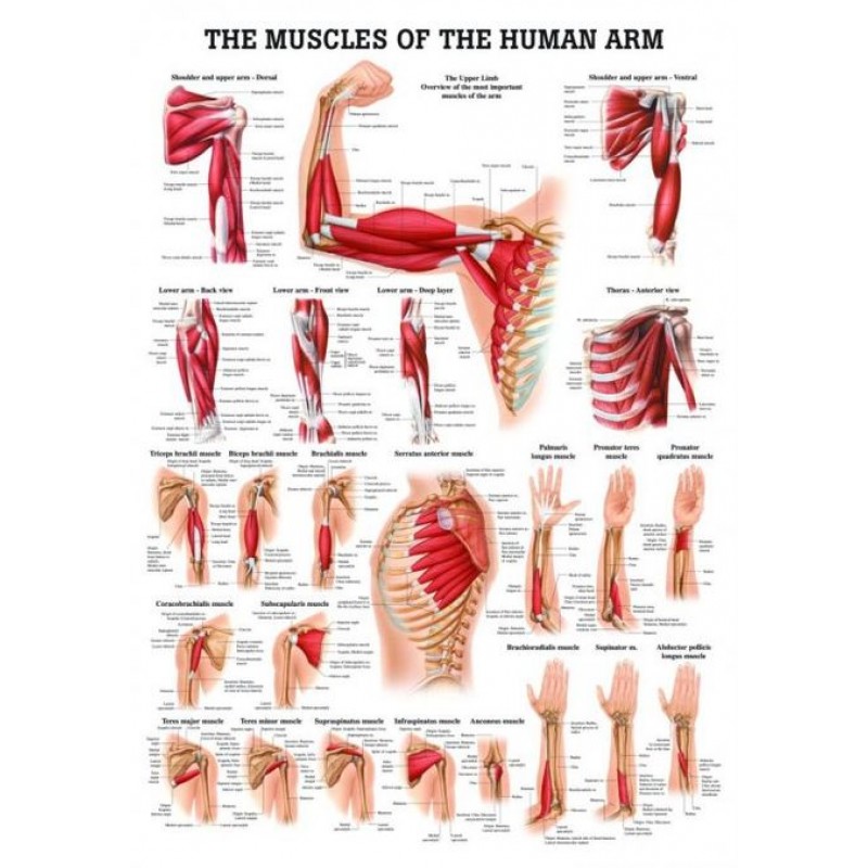 Spieren Poster Arm